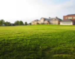 Jak dbać o trawnik?
