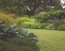 Jak szybko zapełnić ogród roślinami?