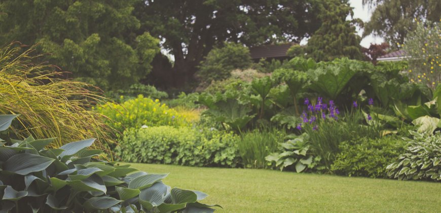 Jak szybko zapełnić ogród roślinami?