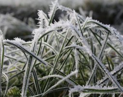 Jak zabezpieczyć ogród zimą?