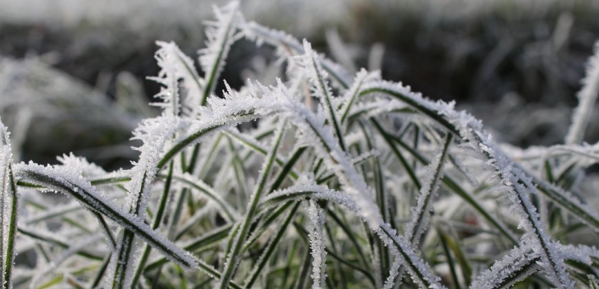 Jak zabezpieczyć ogród zimą?