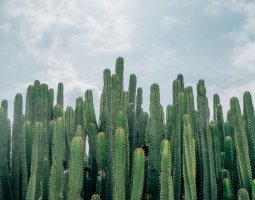 Najpopularniejsze choroby kaktusów - poznaj je!